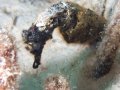 Yes, there are seahorses